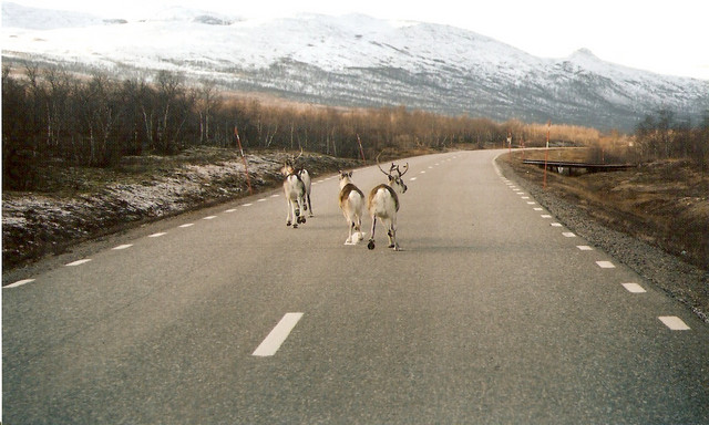 Rentiere in Kiruna